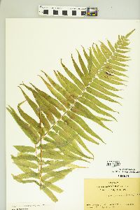 Athyrium pycnocarpon image