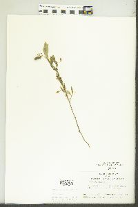 Crotalaria sagitallis image