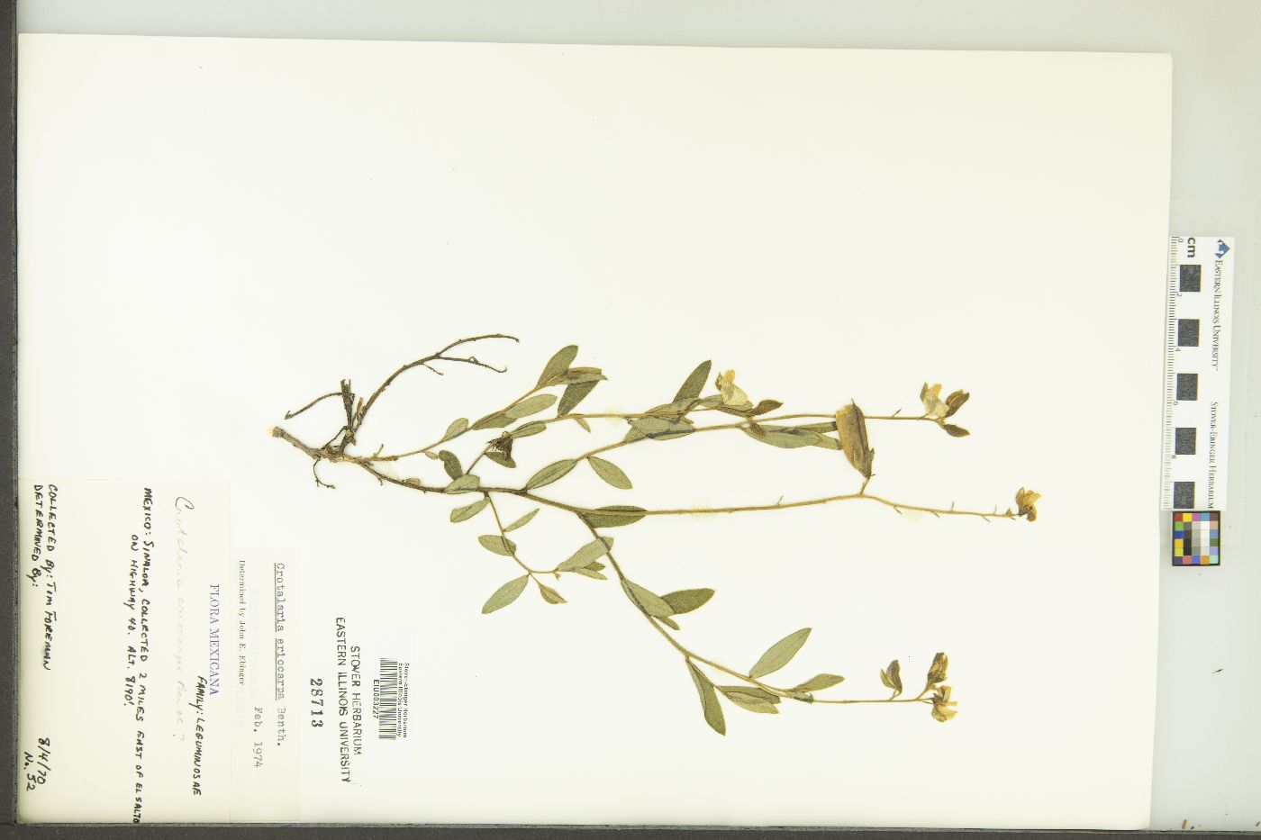 Crotalaria eriocarpa image