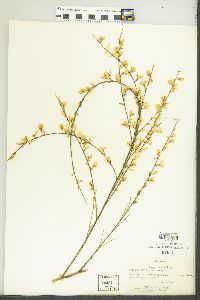 Cytisus multiflorus image