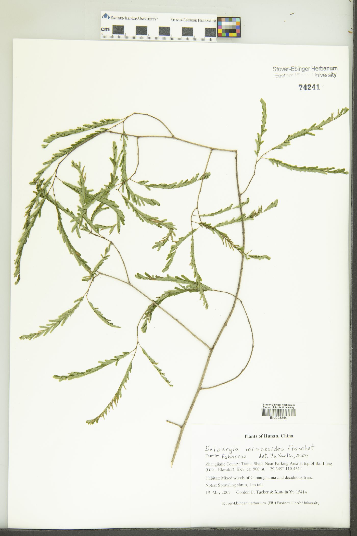 Dalbergia mimosoides image