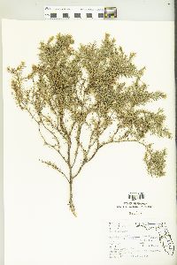 Juniperus silicicola image