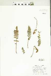 Woodsia ilvensis image