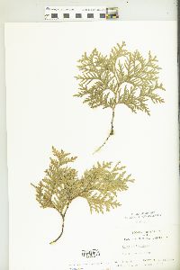 Thuja occidentalis image