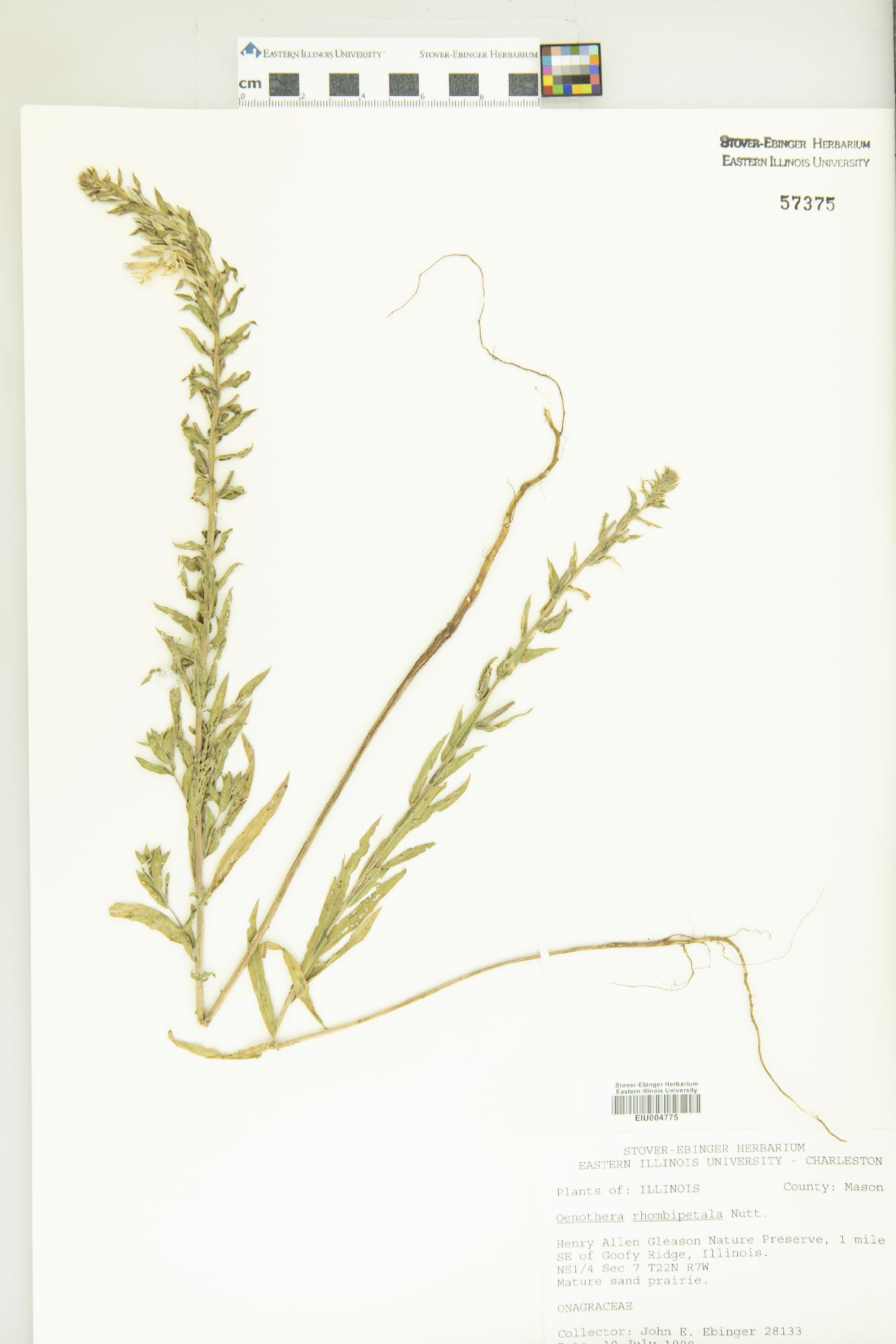 Oenothera rhombipetala image