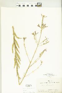 Oenothera gaura image