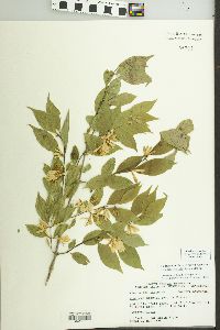 Lonicera maackii image