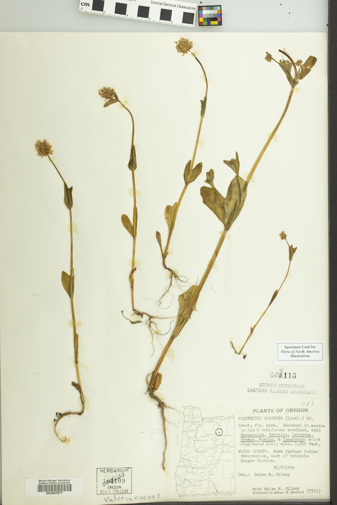 Plectritis congesta image