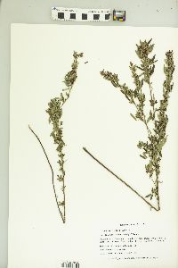 Lespedeza violacea image