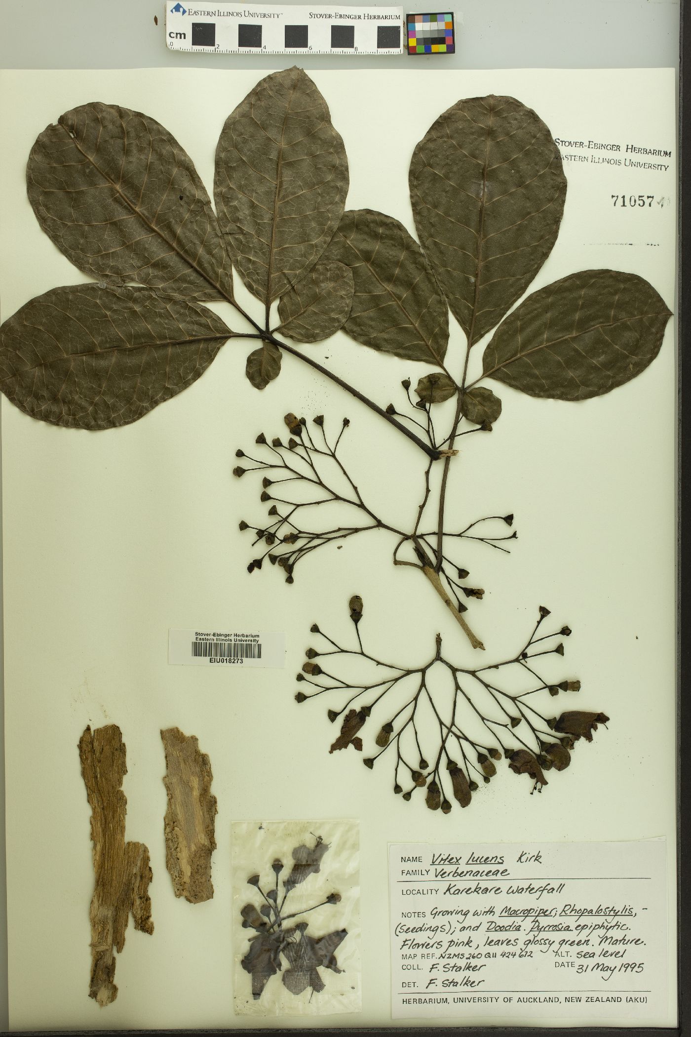 Vitex lucens image