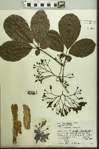 Image of Vitex lucens