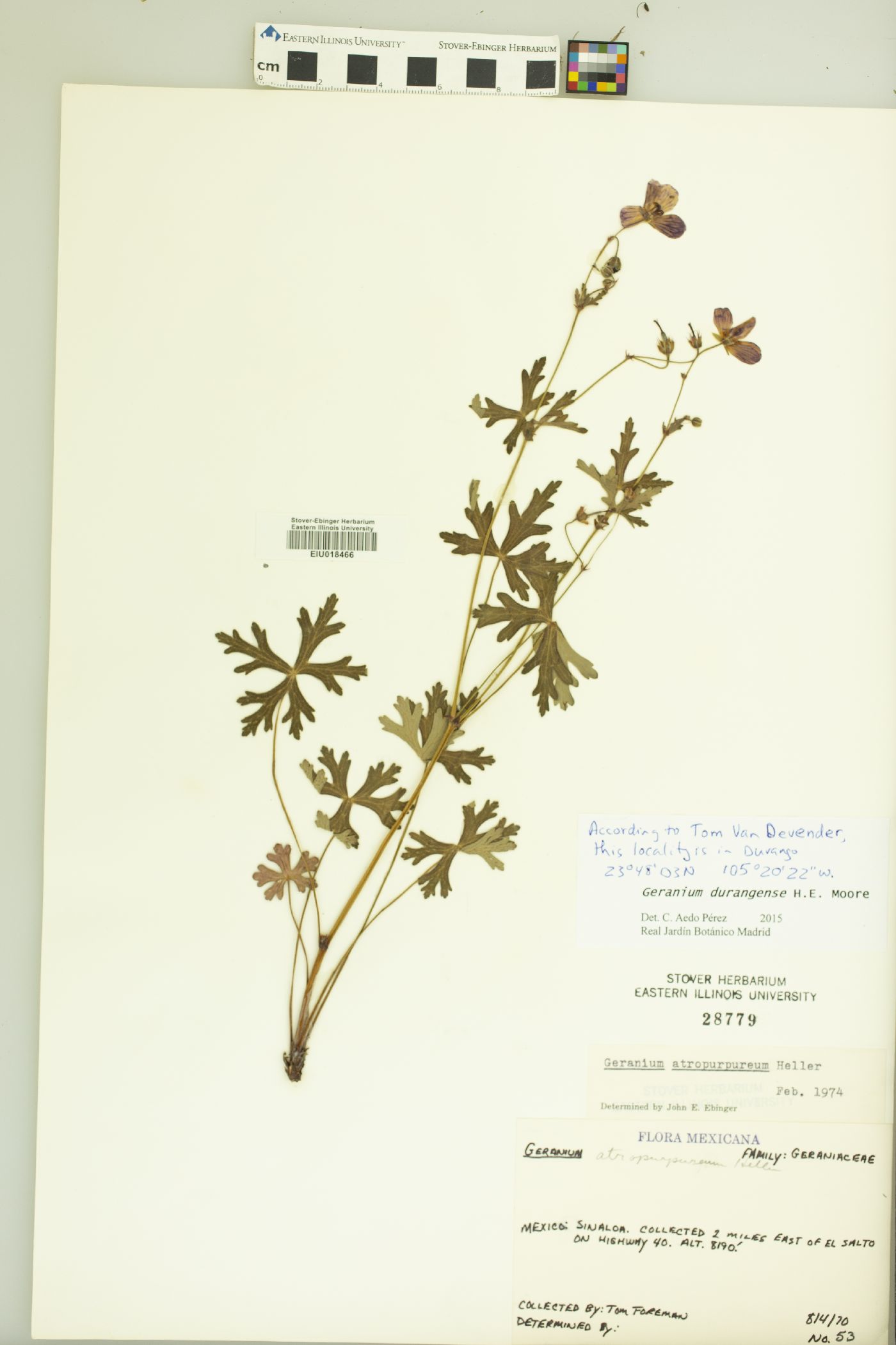 Geranium durangense image