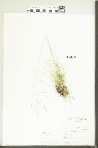 Festuca rubra image