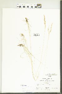 Festuca rubra image