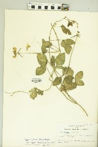 Vigna luteola image