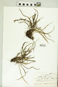 Cochlidium seminudum image