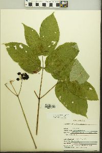 Aralia nudicaulis image