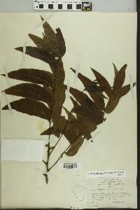 Carya illinoinensis image