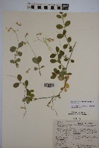 Linnaea borealis image