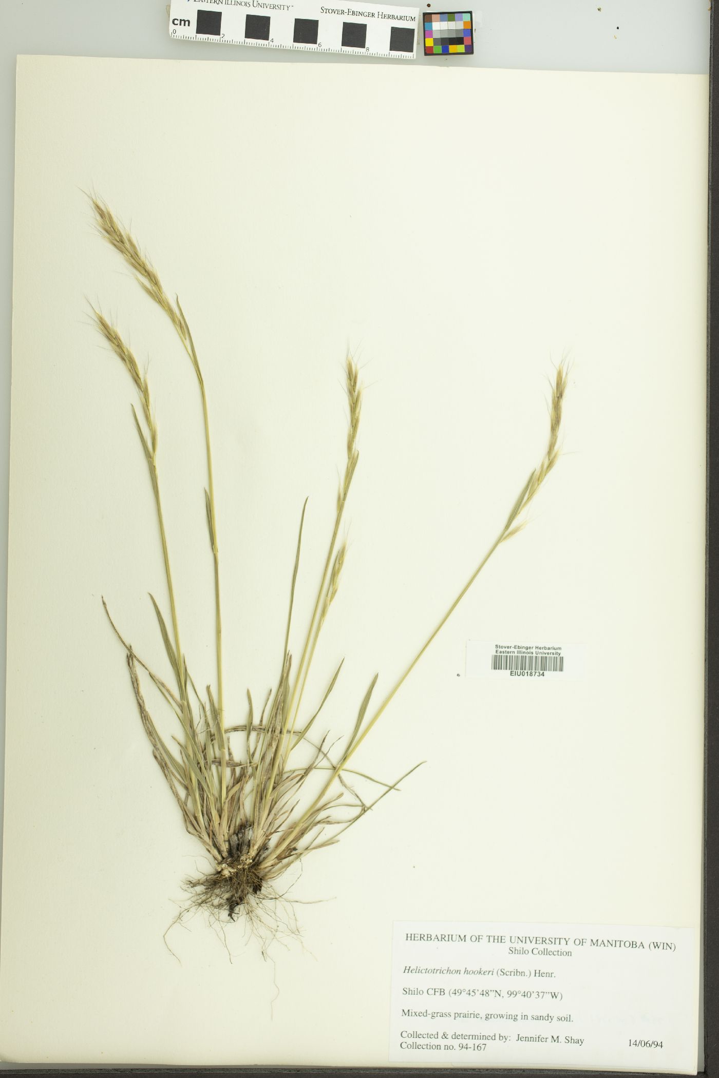 Avenula hookeri image