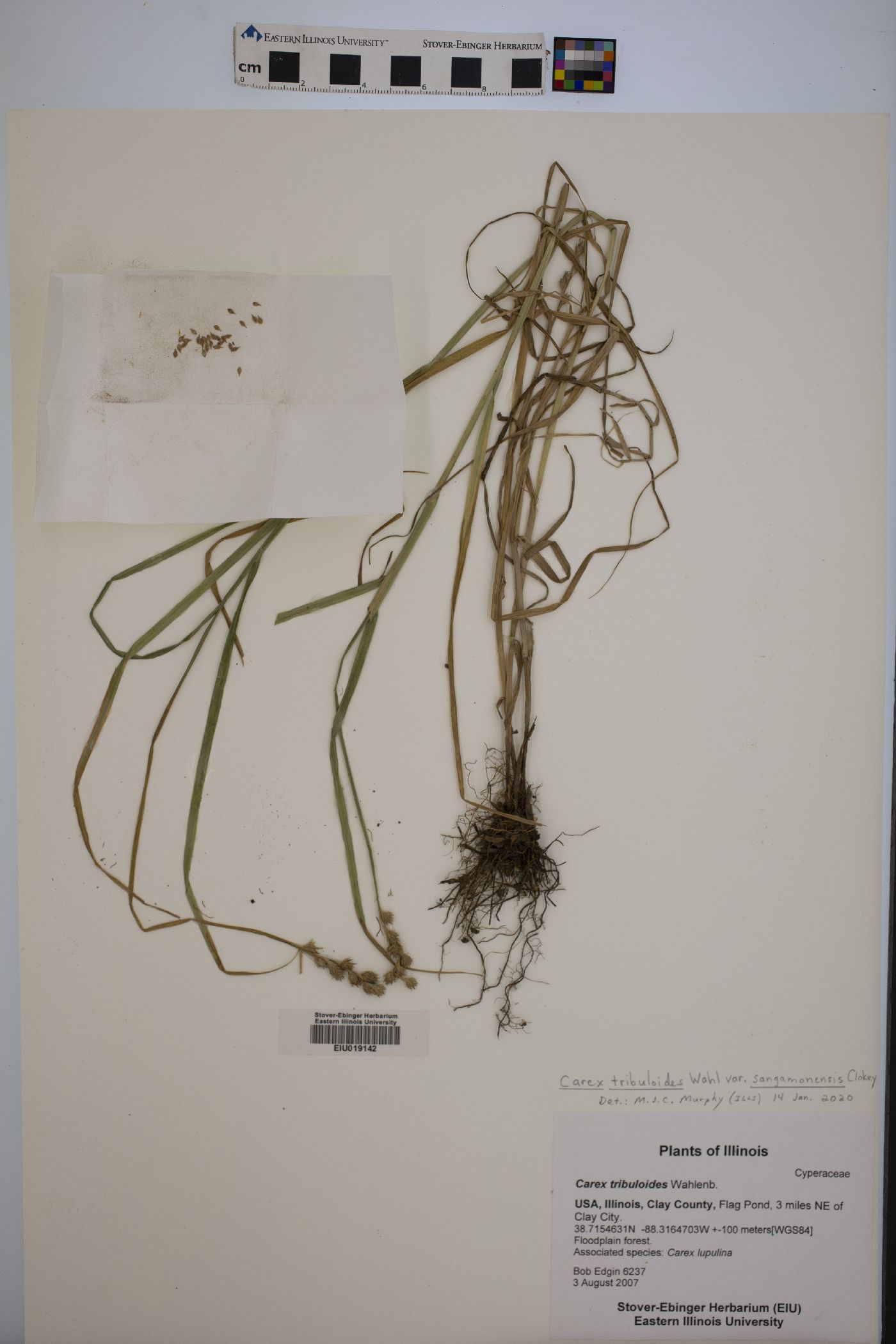 Carex tribuloides var. sangamonensis image