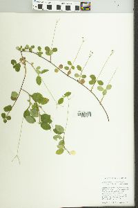 Linnaea borealis image