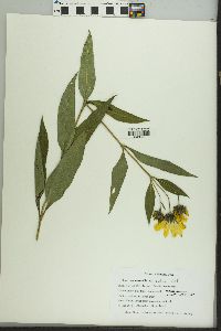 Helianthus hirsutus image