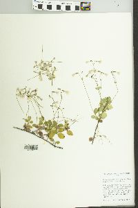 Linnaea borealis image