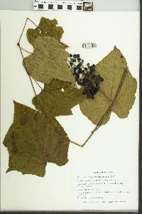 Vitis cinerea image