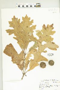 Quercus lyrata image