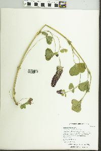 Trifolium incarnatum image