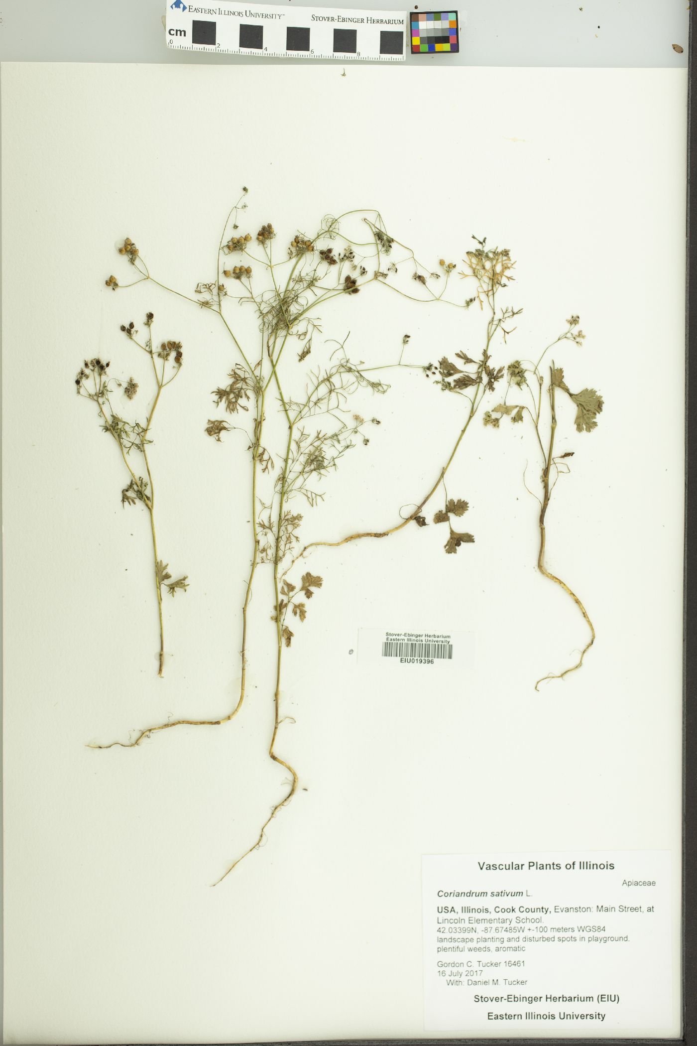 Coriandrum sativum image