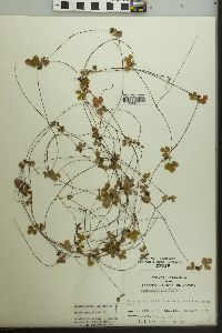 Fragaria vesca subsp. americana image