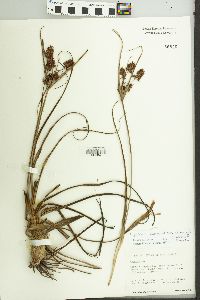 Cyperus diamantinus image