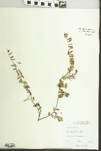 Vaccinium macrocarpon image