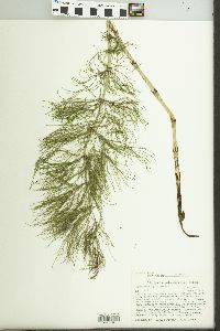 Equisetum sylvaticum image