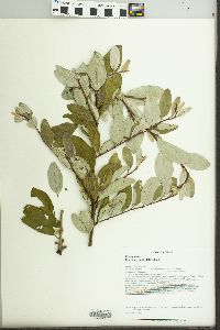 Elaeagnus umbellata image