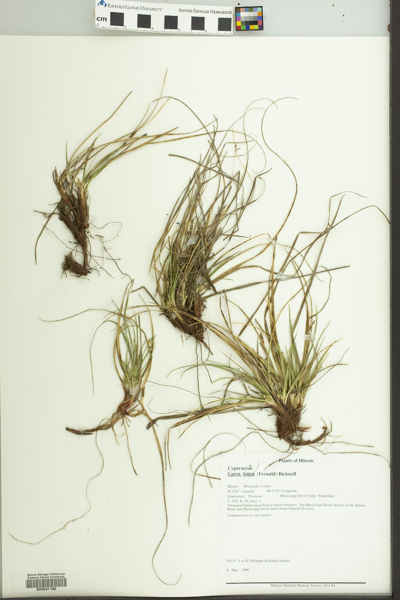 Carex tonsa image