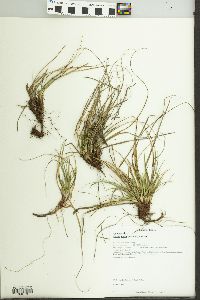 Carex tonsa image