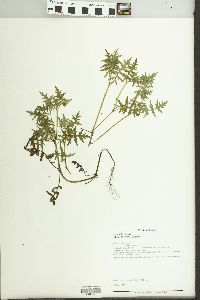 Ellisia nyctelea image
