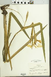 Iris pseudacorus image