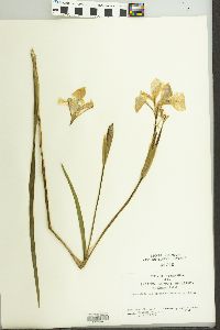 Iris shrevei image