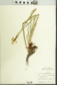 Iris missouriensis image