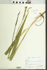 Iris versicolor image