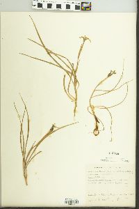 Nemastylis coelestina image