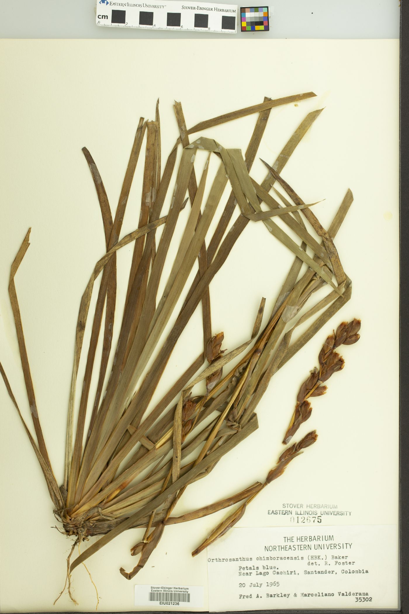 Orthrosanthus chimboracensis image