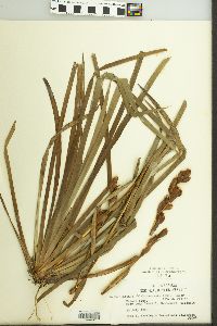 Orthrosanthus chimboracensis image