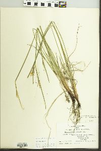 Sisyrinchium albidum image