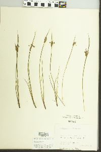 Sisyrinchium albidum image