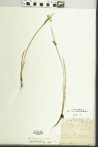 Sisyrinchium albidum image